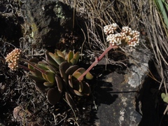 Crassula swaziensis
