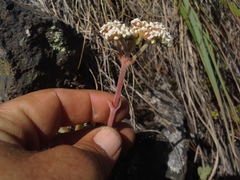 Crassula swaziensis