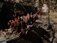 Crassula swaziensis