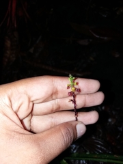 Malaxideae
