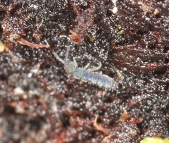 Vertagopus arboreus