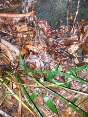 Malaxideae
