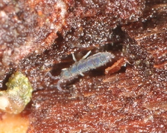 Vertagopus arboreus