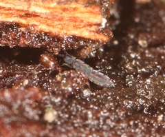Vertagopus arboreus