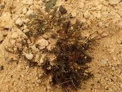 Lepidium solandri