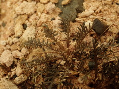 Lepidium solandri