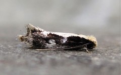 Monopis dorsistrigella