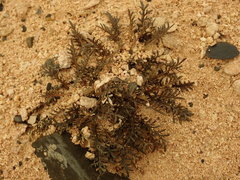 Lepidium solandri