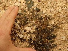 Lepidium solandri