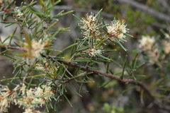 Hakea carinata