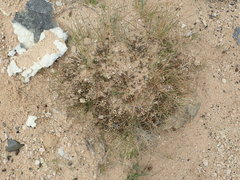 Lepidium solandri