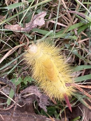 Calliteara pseudabietis