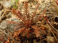 Lepidium solandri