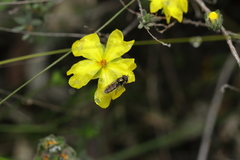Hibbertia crinita