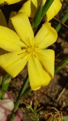 Moraea lewisiae