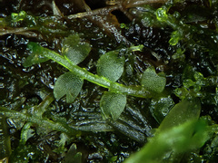 Odontoschisma fluitans