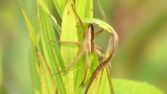 Pisaurina brevipes