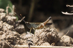 Phlaeoba antennata