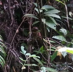 Batrachostomus moniliger