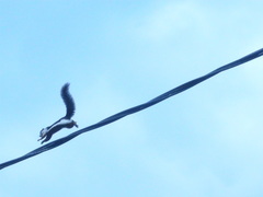 Callosciurus prevostii