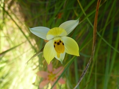 Cyanella alba flavescens