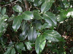 Salacia disepala