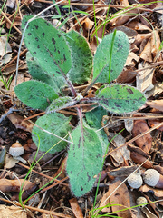 Hieracium glaucinum