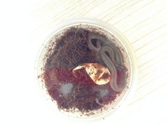 Orientocoluber spinalis