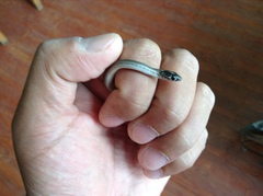 Orientocoluber spinalis