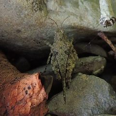 Paratettix cucullatus