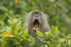 Macaca fascicularis