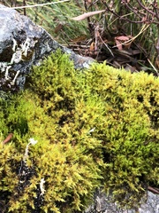 Racomitrium fasciculare