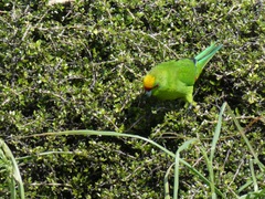 Cyanoramphus auriceps