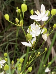 Libertia paniculata