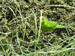 Cyanoramphus auriceps