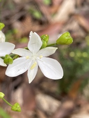 Libertia paniculata