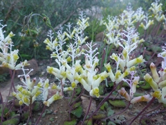 Lachenalia trichophylla