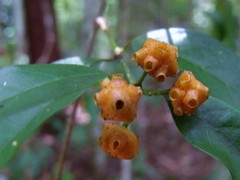 Gynochthodes umbellata