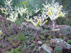 Lachenalia trichophylla