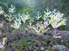 Lachenalia trichophylla