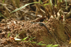 Eutropis multifasciata