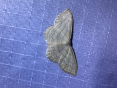 Scopula limboundata