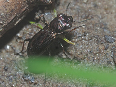 Notiophilus palustris