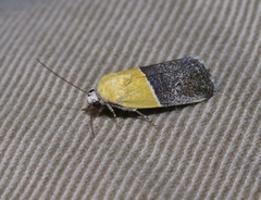 Ponometia clausula