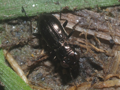 Notiophilus palustris