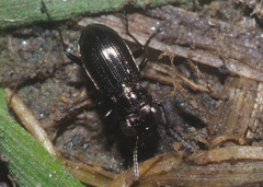 Notiophilus palustris