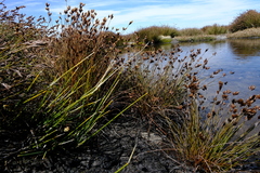 Restio pedicellatus