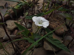 Convolvulus sagittatus