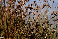Restio pedicellatus