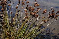 Restio pedicellatus